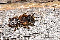 Goldene Schneckenhausbiene (Osmia aurulenta) (28.04.2025, F292914)