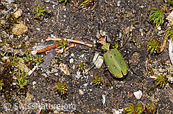 Feld-Sandlaufkäfer (Cicindela campestris) (F292928)
