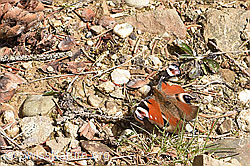 Foto: Tagpfauenauge (Inachis io)