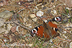 Tagpfauenauge (Inachis io) (F292953)