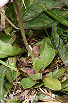 F292983: Gänseblümchen (Bellis perennis)