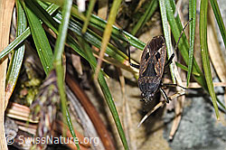 Rhyparochromus pini (Wanze) (F293016)