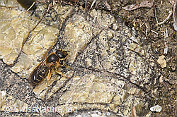 F293017: Rotbeinige Furchenbiene (Halictus rubicundus)