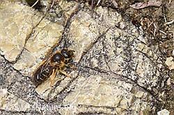 F293019: Rotbeinige Furchenbiene (Halictus rubicundus)