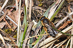 F293021: Rotbeinige Furchenbiene (Halictus rubicundus)