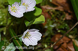F293052: Wald-Sauerklee (Oxalis acetosella)