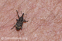 F293086: Echter Kiefernrüssler (Pissodes pini)