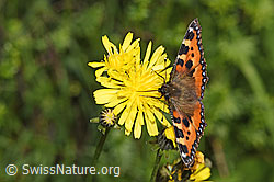 Kleiner Fuchs (Aglais urticae) auf Wiesen-Pippau (Crepis biennis) (F296194) Kleiner Fuchs (Aglais urticae) auf Wiesen-Pippau (Crepis biennis) (F296194)