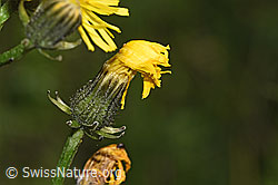 F296198: Wiesen-Pippau (Crepis biennis)