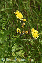 F296200: Wiesen-Pippau (Crepis biennis)