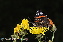 Admiral (Vanessa atalanta) auf Wiesen-Pippau (Crepis biennis) (F296287) Admiral (Vanessa atalanta) auf Wiesen-Pippau (Crepis biennis) (F296287)