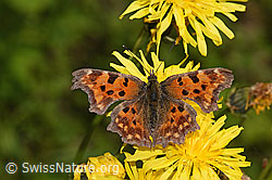 C-Falter (Polygonia c-album)