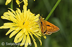 Rostfarbiger Dickkopffalter (Ochlodes sylvanus) auf Wiesen-Pippau (Crepis biennis) (F296335)