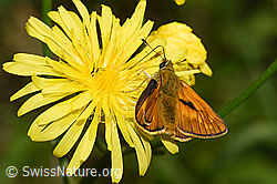 Rostfarbiger Dickkopffalter (Ochlodes sylvanus) auf Wiesen-Pippau (Crepis biennis) (F296336)