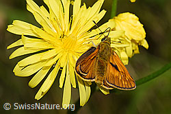 Rostfarbener Dickkopffalter (Ochlodes venatus)