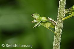 F296391: Grosses Zweiblatt (Listera ovata)