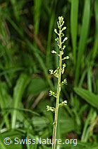 F296392: Grosses Zweiblatt (Listera ovata)