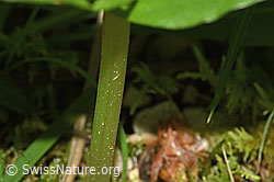 F296395: Grosses Zweiblatt (Listera ovata)