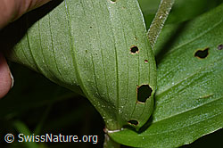 F296396: Grosses Zweiblatt (Listera ovata)