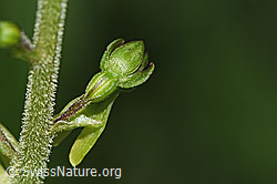 F296398: Grosses Zweiblatt (Listera ovata)
