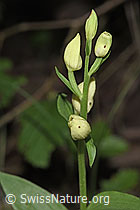 F296447: Weisses Waldvögelein (Cephalanthera damasonium)