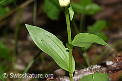 F296448: Weisses Waldvögelein (Cephalanthera damasonium)