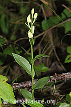 F296449: Weisses Waldvögelein (Cephalanthera damasonium)