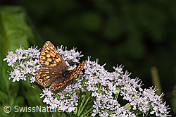 Schlüsselblumen-Würfelfalter (Hamearis lucina) auf Gebirgs-Kälberkropf (Chaerophyllum hirsutum) (F296606)