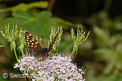 Schlüsselblumen-Würfelfalter (Hamearis lucina) auf Gebirgs-Kälberkropf (Chaerophyllum hirsutum) (F296607)