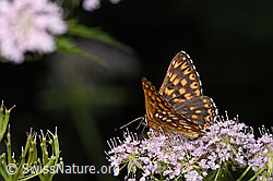 Schlüsselblumen-Würfelfalter (Hamearis lucina) auf Gebirgs-Kälberkropf (Chaerophyllum hirsutum) (F296608)