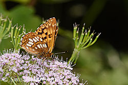 Schlüsselblumen-Würfelfalter (Hamearis lucina) auf Gebirgs-Kälberkropf (Chaerophyllum hirsutum) (F296609)