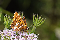 Schlüsselblumen-Würfelfalter (Hamearis lucina) auf Gebirgs-Kälberkropf (Chaerophyllum hirsutum) (F296611)