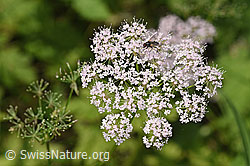 F296616: Gebirgs-Kälberkropf (Chaerophyllum hirsutum)