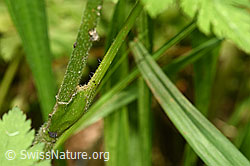 Foto: Gebirgs-Kälberkropf (Chaerophyllum hirsutum)