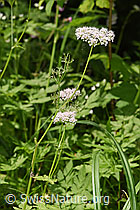 F296621: Gebirgs-Kälberkropf (Chaerophyllum hirsutum)