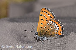 F296907: Blauschillernder Feuerfalter (Lycaena helle)