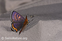 F296910: Blauschillernder Feuerfalter (Lycaena helle)