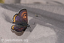 F296912: Blauschillernder Feuerfalter (Lycaena helle)