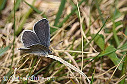 Cupido minimus (11.06.2025, F296936)