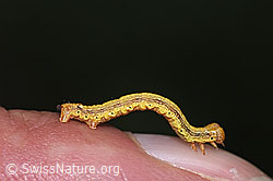 Neu in SwissNature.org: Orangegelber Breitflügelspanner Raupe (Agriopis aurantiaria)