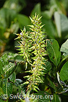 F298825: Sal-Weide (Salix caprea)