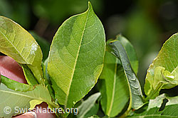 F298828: Sal-Weide (Salix caprea)
