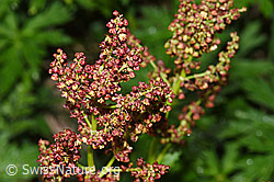 F298843: Berg-Sauerampfer (Rumex alpestris)