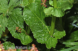F298846: Berg-Sauerampfer (Rumex alpestris)