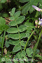 F298852: Alpen-Tragant (Astragalus alpinus)