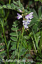 Alpen-Tragant (Astragalus alpinus) (19.06.2025, F298853)