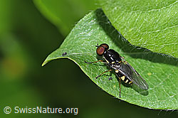 Oxycera pygmaea (Waffenfliege) (F298922)