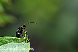 Luperus flavipes (Blattkäfer) (F298924)