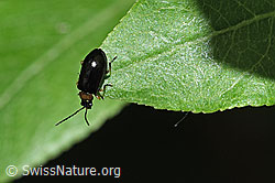 Foto: Schwarzer Weidenblattkäfer (Luperus luperus)
