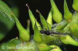 F298948: Dunkelflügelige Haarmücke (Dilophus febrilis)